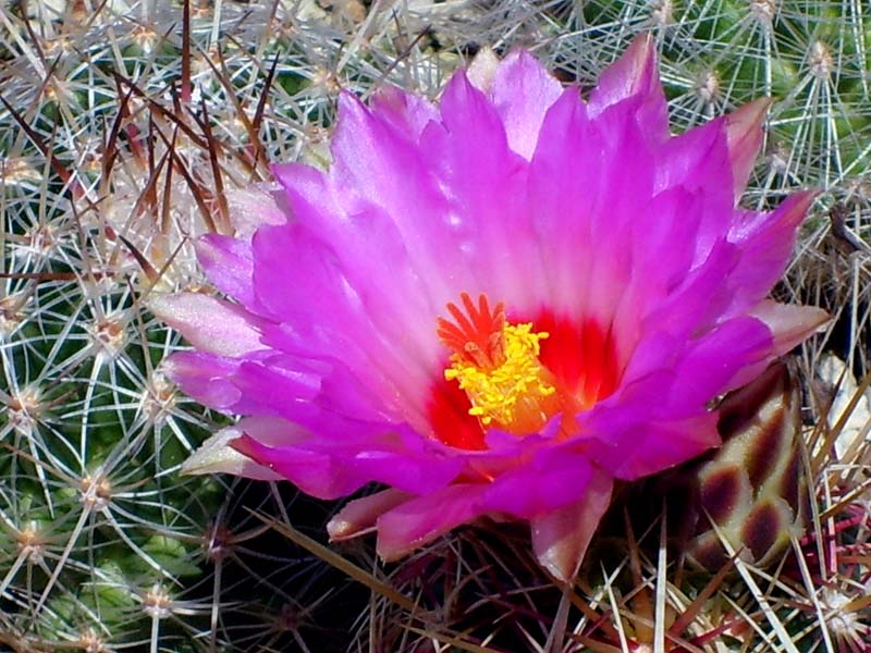 Thelocactus bicolor 