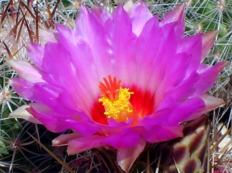 Thelocactus bicolor 