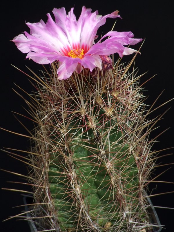 Thelocactus bicolor 