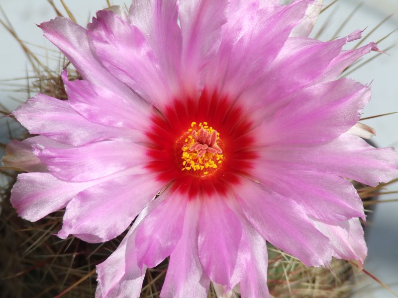 Thelocactus bicolor 