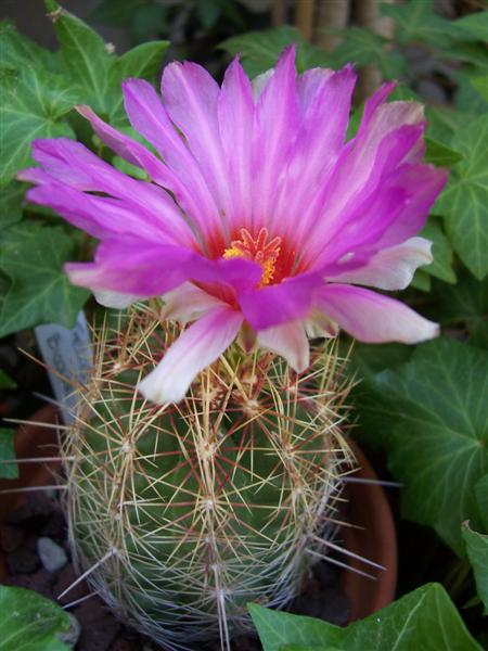 Thelocactus bicolor 