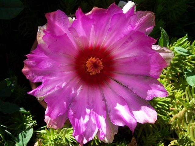 Thelocactus bicolor 