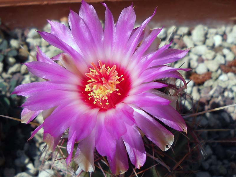 Thelocactus bicolor 