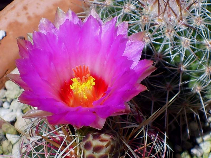 Thelocactus bicolor 