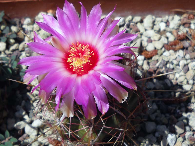 Thelocactus bicolor 