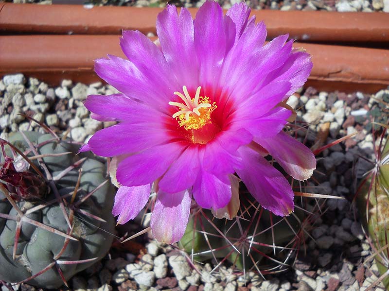 Thelocactus bicolor 