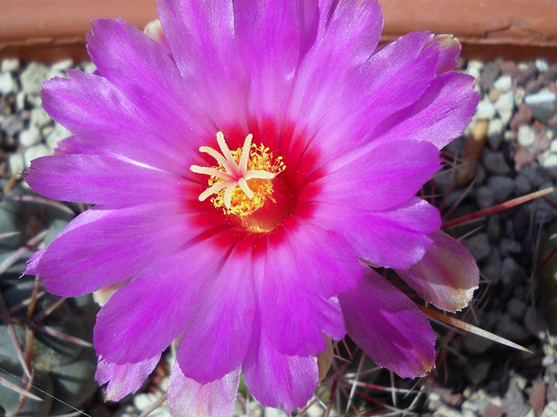 Thelocactus bicolor 