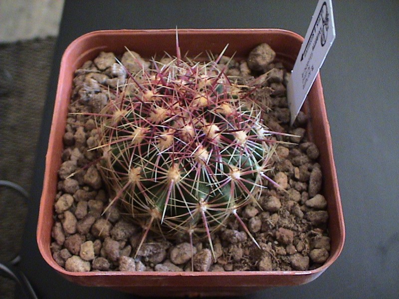 Thelocactus bicolor v. tricolor 