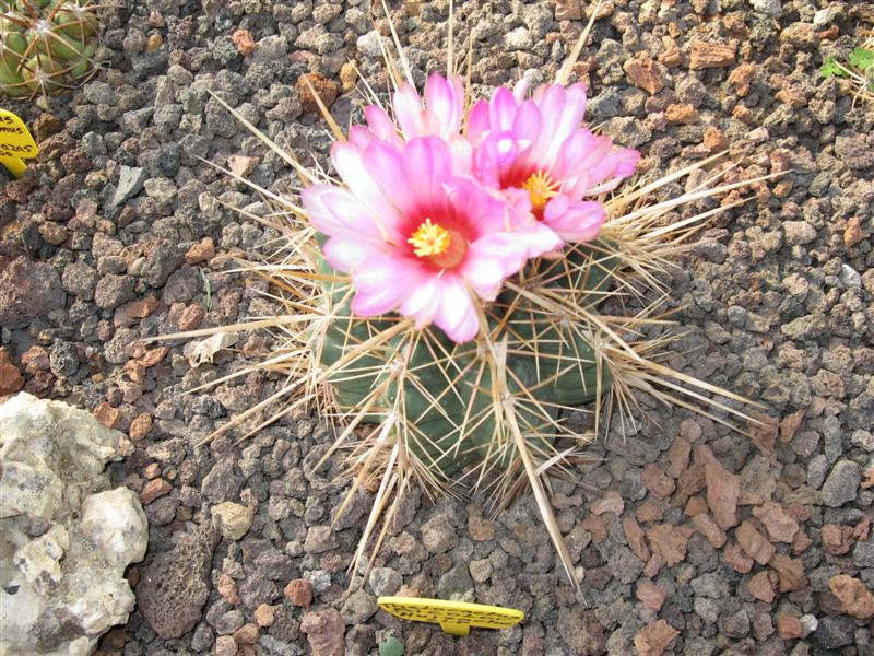 Thelocactus bicolor 