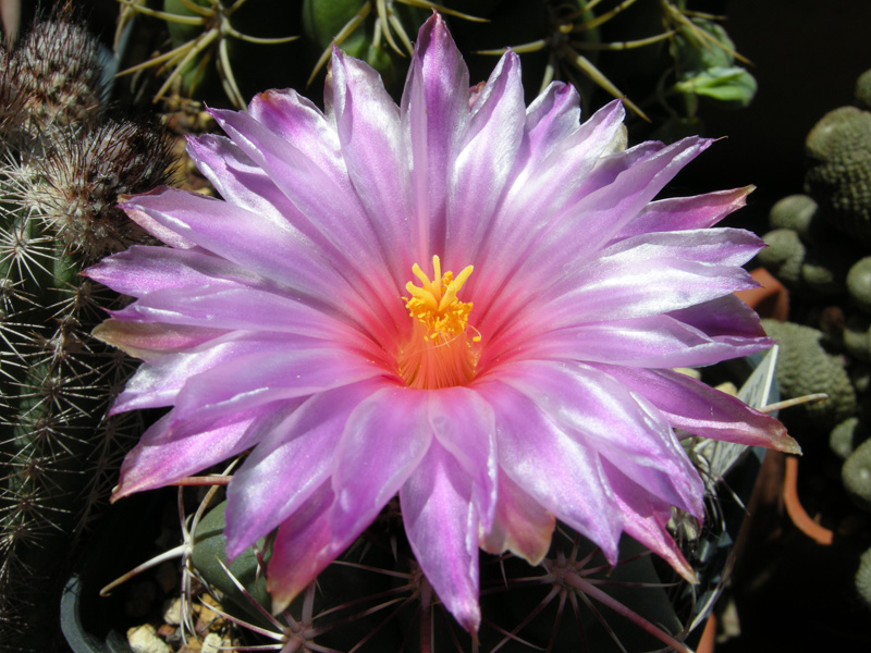 Thelocactus bicolor v. pottsii SB77