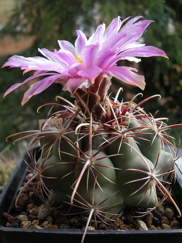 Thelocactus bicolor v. pottsii SB77