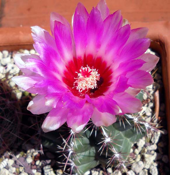 Thelocactus bicolor ssp. commodus 