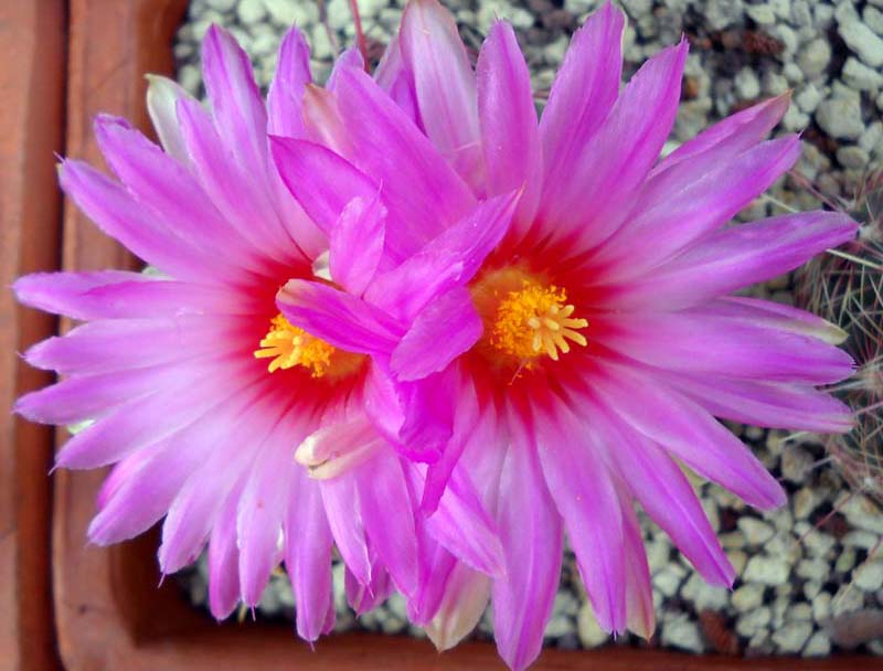 Thelocactus bicolor v. pottsii 