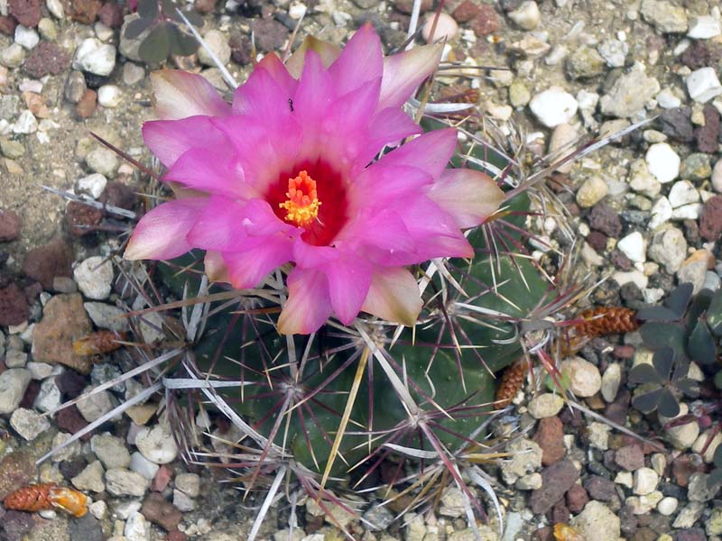 Thelocactus bicolor v. schottii 