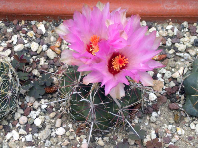 Thelocactus bicolor v. schottii 