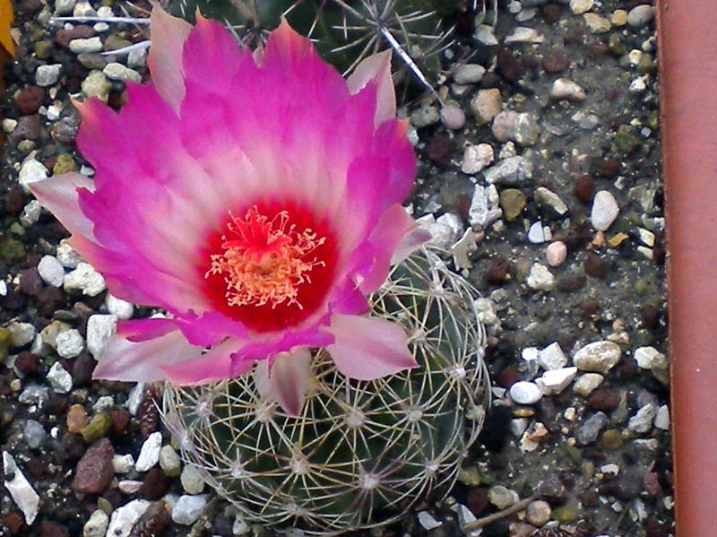 Thelocactus bicolor v. schwarzii 