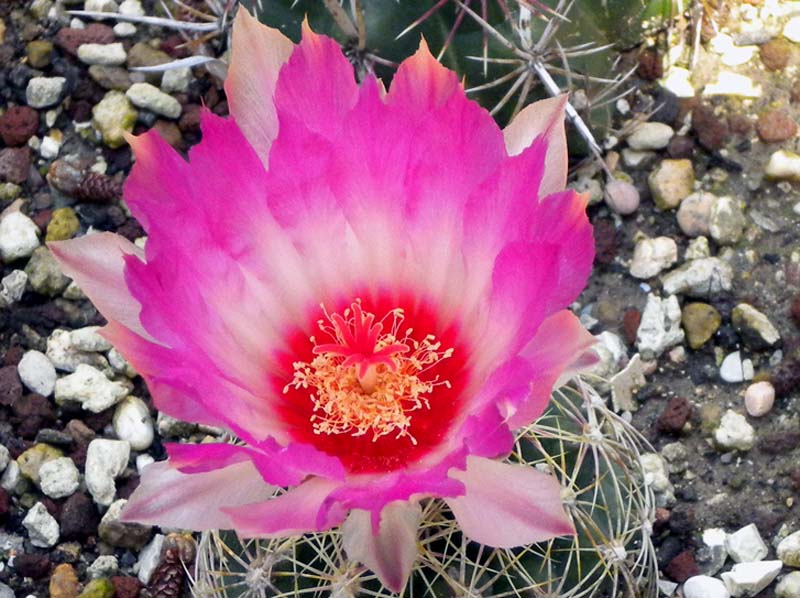 Thelocactus bicolor v. schwarzii 