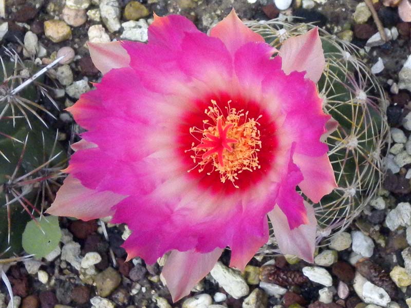 Thelocactus bicolor v. schwarzii 