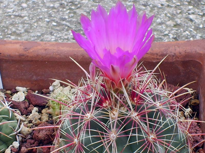 Thelocactus bicolor v. tricolor 