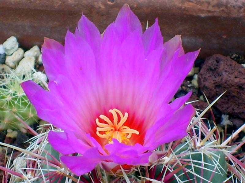 Thelocactus bicolor v. tricolor 