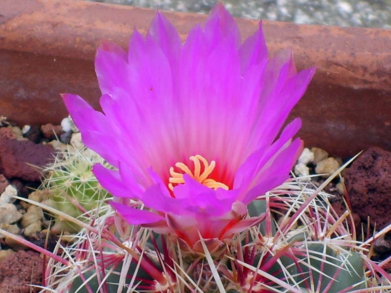 Thelocactus bicolor v. tricolor 