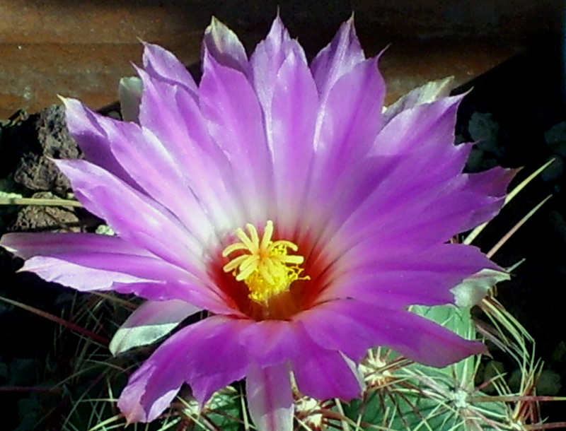 Thelocactus bicolor v. tricolor 