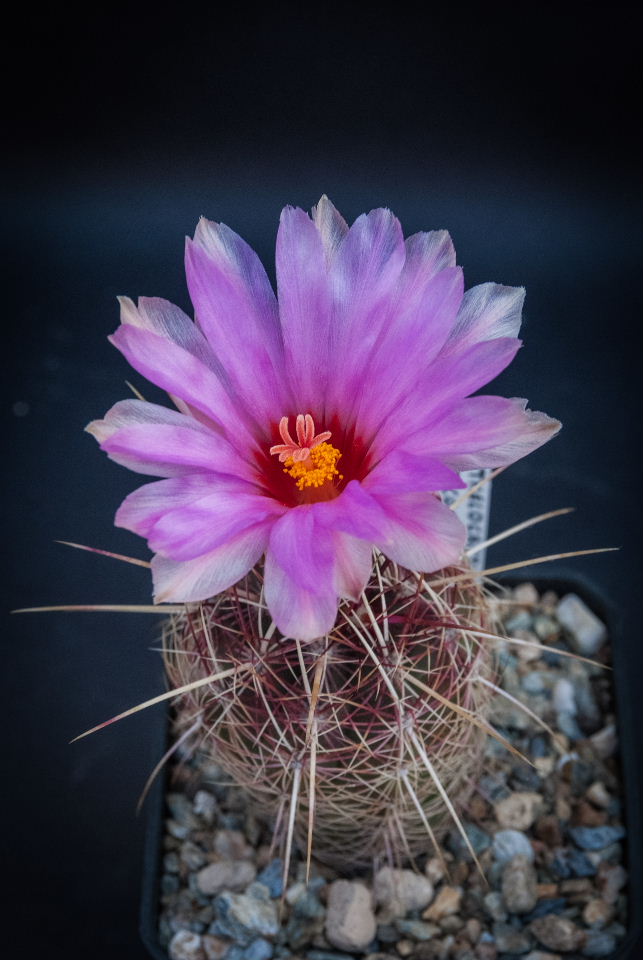 Thelocactus bicolor v. tricolor 