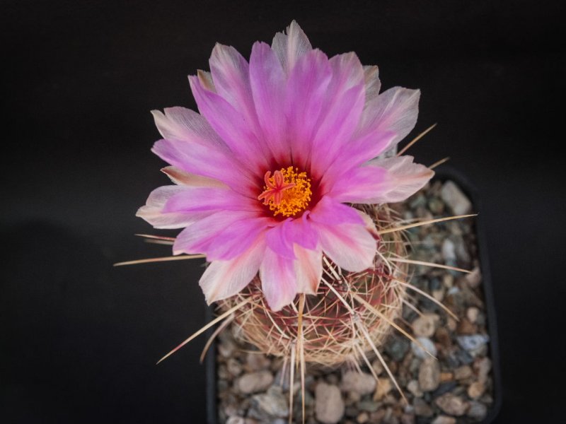 Thelocactus bicolor v. tricolor 