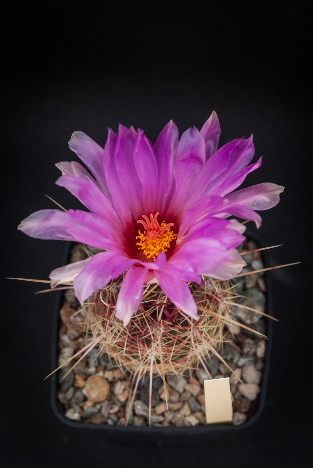 Thelocactus bicolor v. tricolor 