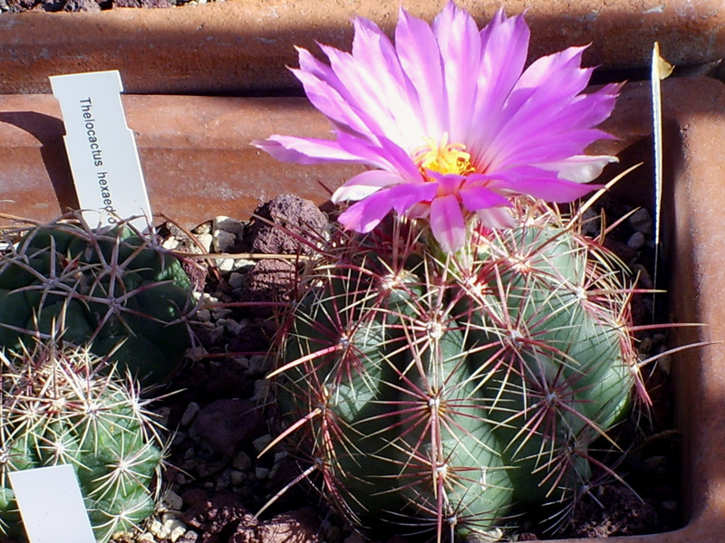 Thelocactus bicolor v. tricolor 