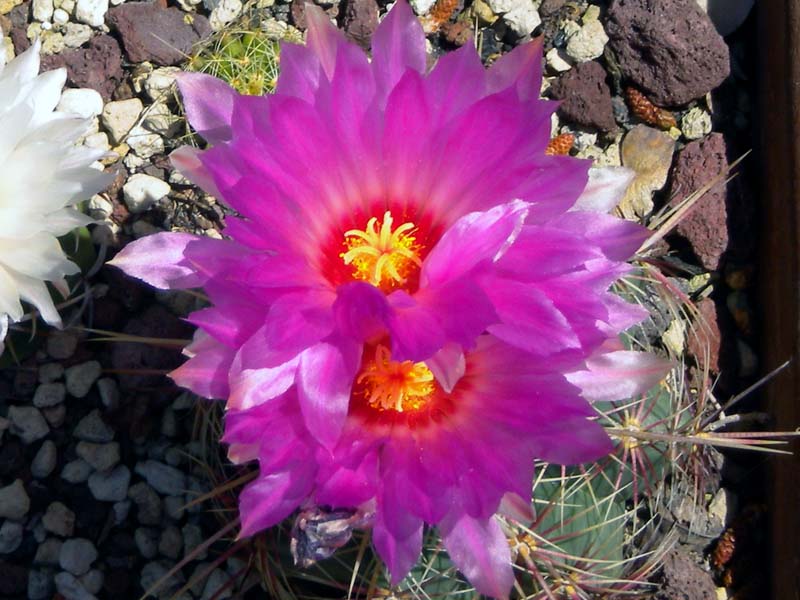 Thelocactus bicolor v. tricolor 