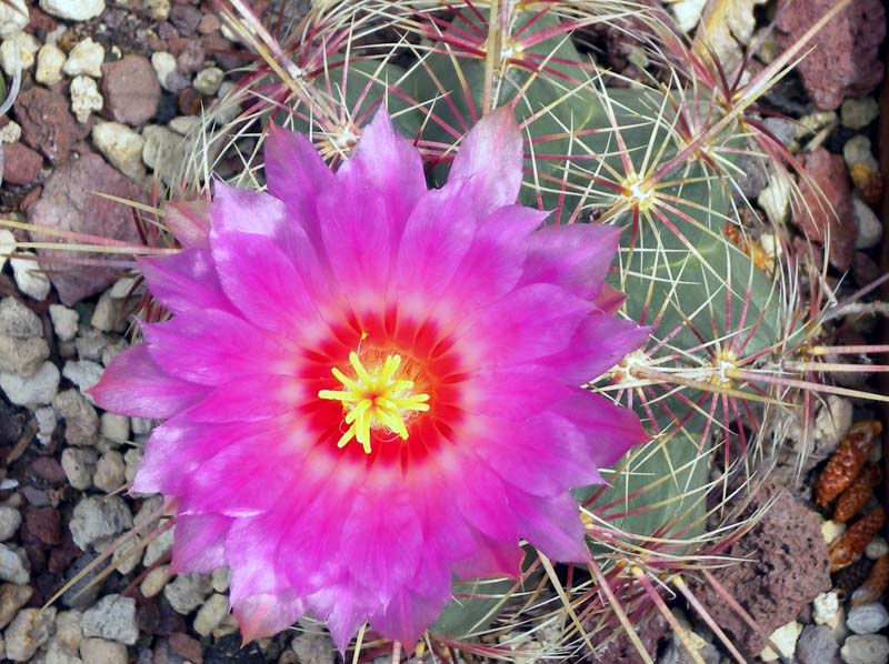 Thelocactus bicolor v. tricolor 