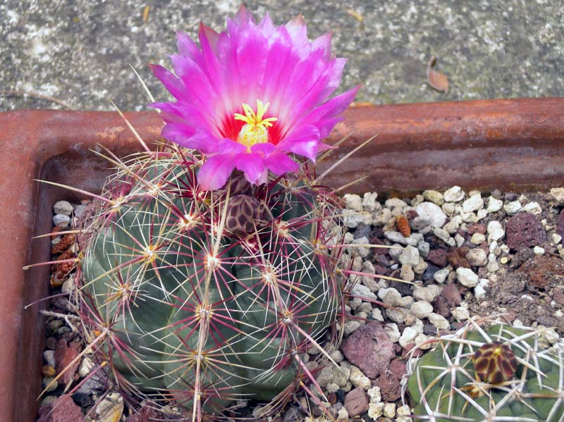 Thelocactus bicolor v. tricolor 