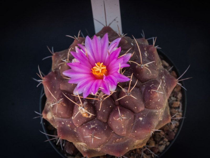 thelocactus tulensis v. buekii