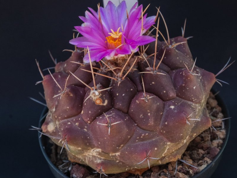 Thelocactus tulensis v. buekii 