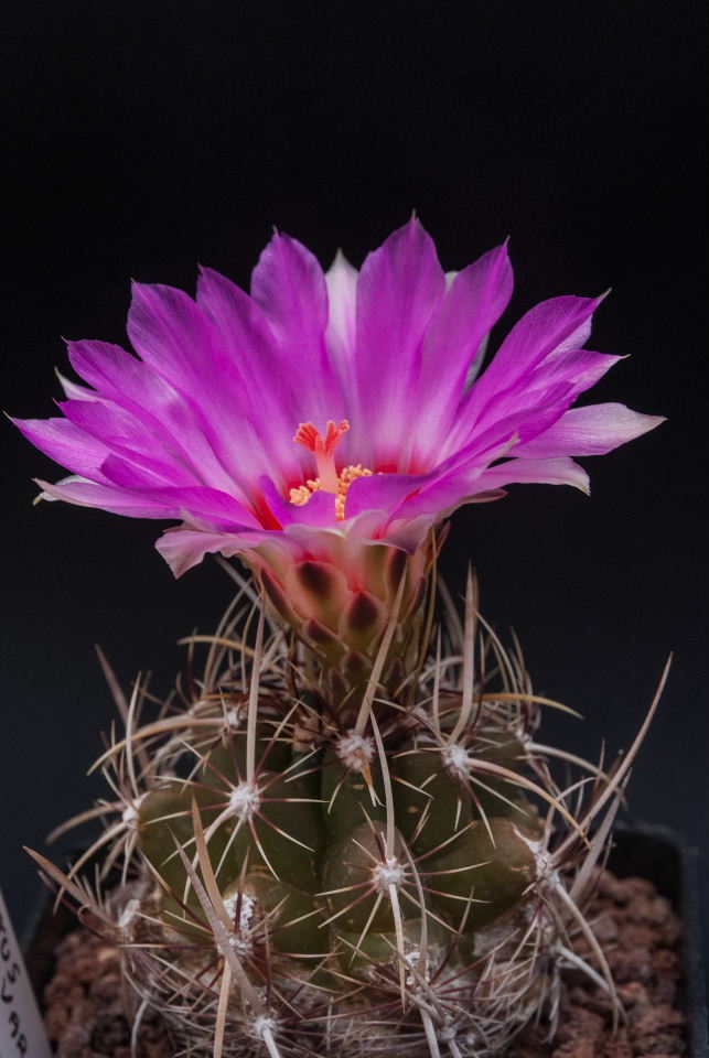 Thelocactus bicolor v. commodus 