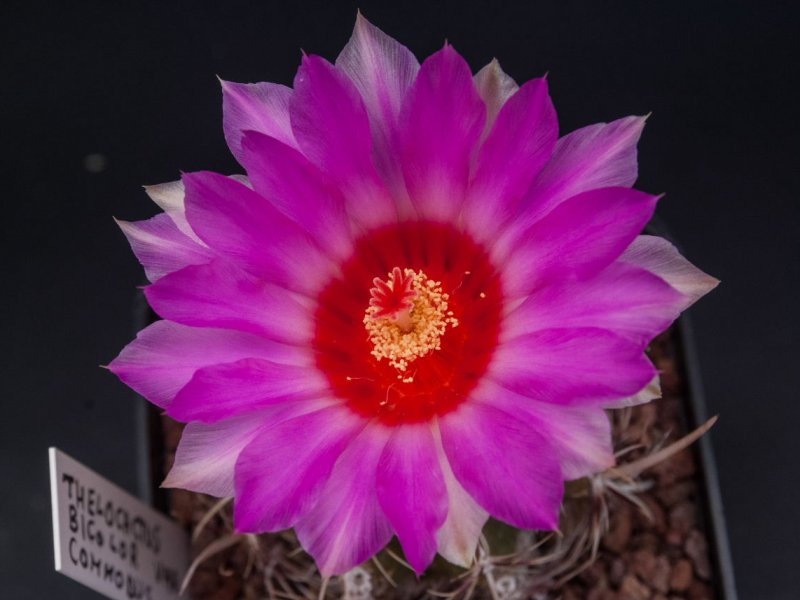 Thelocactus bicolor v. commodus 