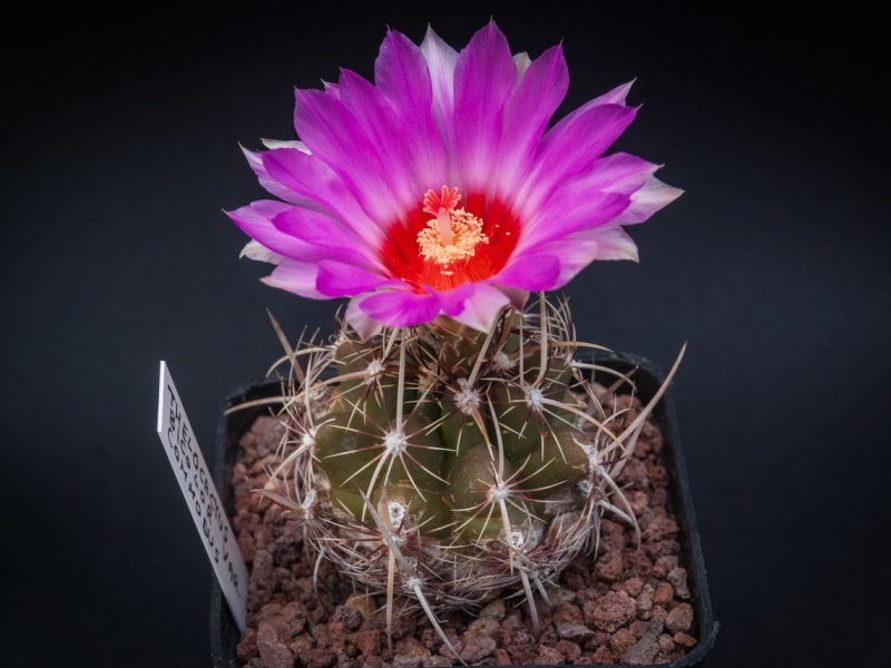 Thelocactus bicolor v. commodus 