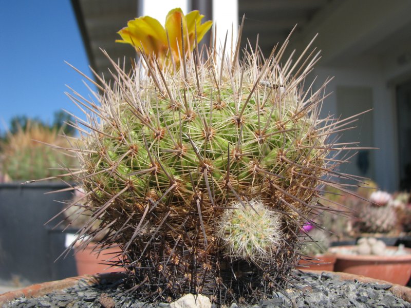 Thelocactus conothelos ssp. aurantiacus 