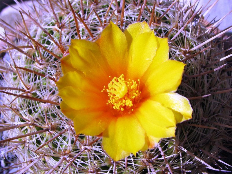 Thelocactus conothelos ssp. aurantiacus 