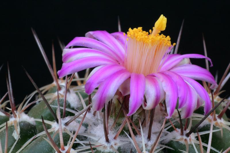 Thelocactus conothelos 