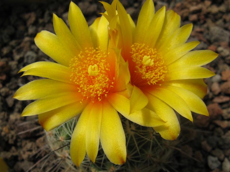 Thelocactus conothelos v. aurantiacus CSD 149