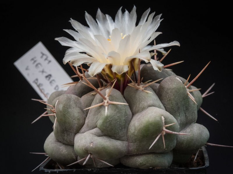 Thelocactus hexaedrophorus v. droegeanus 