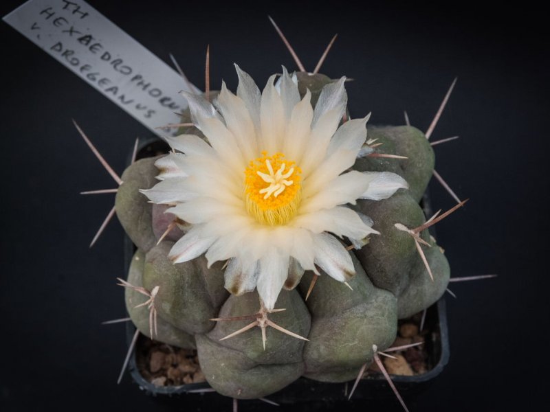 Thelocactus hexaedrophorus v. droegeanus 