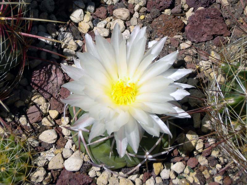 Thelocactus hexaedrophorus v. lloydii maior 