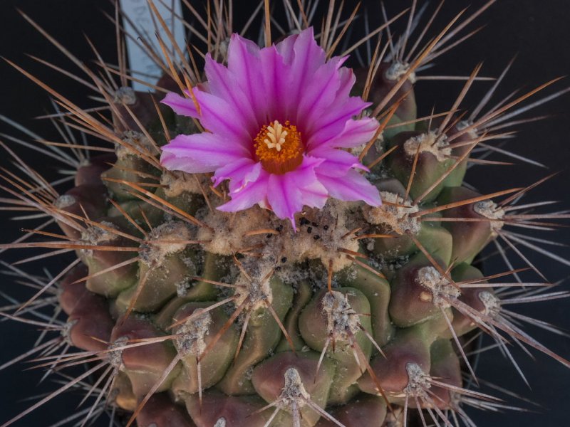 Thelocactus rinconensis ssp. freudenbergeri 