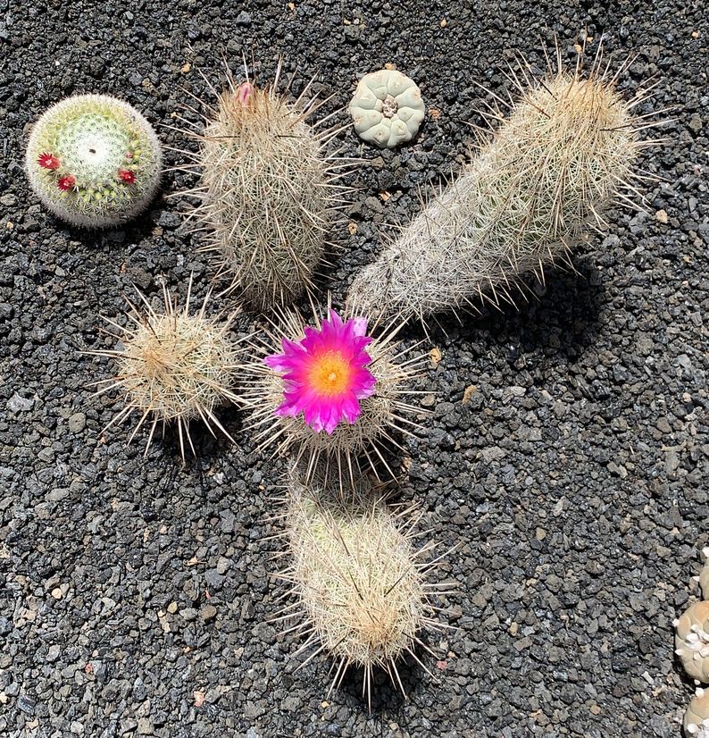 Thelocactus hastifer 