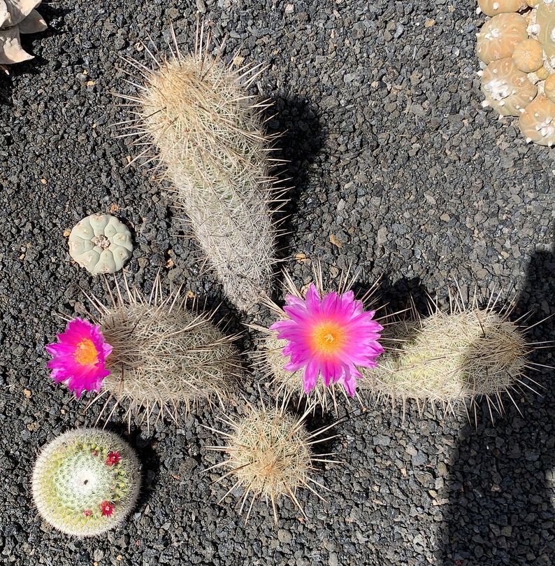 Thelocactus hastifer 