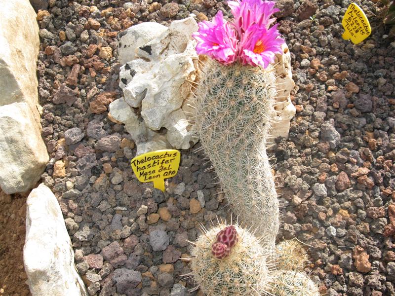 Thelocactus hastifer 