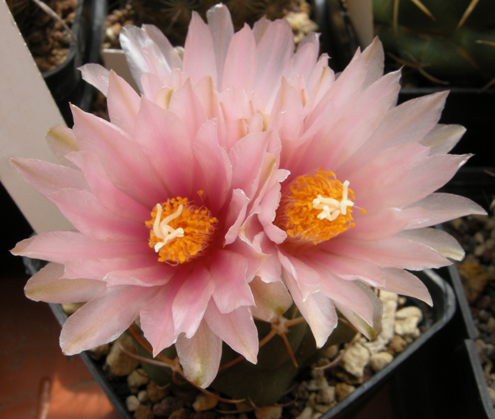 Thelocactus heterochromus 